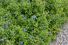 Ceratostigma plumbaginoides | Loodkruid 30 P9