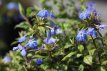 Ceratostigma willmottianum 30/40 C Ceratostigma willmottianum | Loodkruid  30-40 C