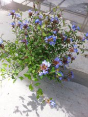 Ceratostigma willmottianum 30/40 C Ceratostigma willmottianum | Loodkruid  30-40 C