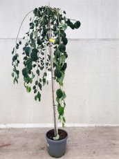 Cercidiphyllum japonicum 'Pendulum'  8/10 HO C20 HARTJESBOOM