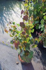 Cercidiphyllum japonicum - Katsuraboom|hartjesboom 150-175 C12