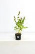Cercidiphyllum japonicum 50/60 C Cercidiphyllum japonicum - Katsuraboom|hartjesboom 50-60 C