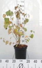 Cercidiphyllum japonicum 50/60 C Cercidiphyllum japonicum - Katsuraboom|hartjesboom 50-60 C