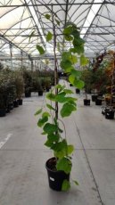 Cercis canadensis 'Golden Falls'® - Judasboom 150-175 C20