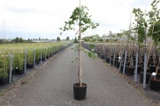 Cercis canadensis 'Lavender Twist' - Judasboom 150-175  C20