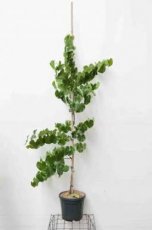 Cercis can.'Texas White' 175/200 C10 Cercis canadenis var.Texensis  'Texas White' - Judasboom 175-200 C10