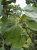 Cercis canadensis 100/125 C10 Cercis canadensis - Judasboom 100-125 C10