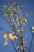 Cercis canadensis 100/125 C10 Cercis canadensis - Judasboom 100-125 C10