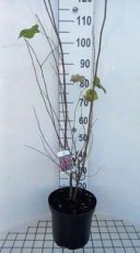 Cercis canadensis 100/125 C10 Cercis canadensis - Judasboom 100-125 C10