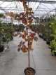 Cercis canadensis ‘Forest Pansy’ 150/175 C20 Cercis canadensis ‘Forest Pansy’-Judasboom  150-175 C20