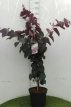 Cercis canadensis ‘Forest Pansy’ 80/100 C12 Cercis canadensis ‘Forest Pansy’-Judasboom  80-100 C12