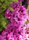 Cercis canadensis ‘Forest Pansy’-Judasboom  80-100 C12