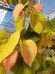 Cercis canadensis 'Rising Sun' 80/100 C12 Cercis canadensis 'Rising Sun' - Judasboom 80-100 C12