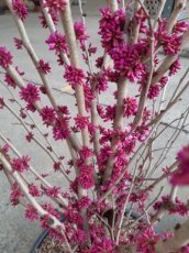 Cercis chinensis ‘Avondale’ 100/125 C15