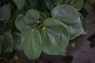Cercis chinensis ‘Avondale’ 150/175 C20 Cercis chinensis ‘Avondale’ - Judasboom  150-175 C20
