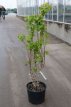 Cercis chinensis 'Shirobana' 60/80 C12