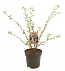 Cercis chinensis 'Shirobana' 60/80 C12
