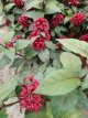 Cestrum elegans - stam 30 cm Cestrum elegans - stam 30 cm | Rode regen