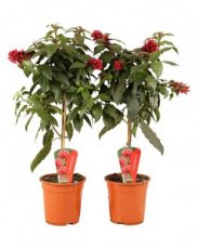 Cestrum elegans - stam 30 cm | Rode regen