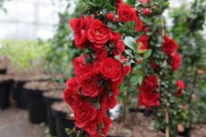 Chaenomeles speciosa 'Scarlet Storm®' 30/40 C3 Chaenomeles speciosa 'Scarlet Storm®' - rood - Doornloze dwergkwee 30-40 C3