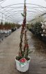Chaenomeles speciosa 'Scarlet Storm' 60/80 C10 Chaenomeles speciosa 'Scarlet Storm' - rood - Doornloze dwergkwee 60-80 C10