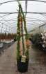 Chaenomeles superba 'Cameo' 125/150 C18 Chaenomeles superba 'Cameo' - roze - Dwergkwee 125-150 C18