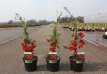 Chaenomeles superba 'Elly Mossel' 30/40 C3 Chaenomeles superba 'Elly Mossel' - rood - Dwergkwee 30-40 C3