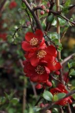 Chaenomeles superba 'Elly Mossel' - rood - Dwergkwee 30-40 C3