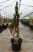 Chaenomeles superba 'Elly Mossel' 60/80 C10 Chaenomeles superba 'Elly Mossel' - rood - Dwergkwee 60-80 C10
