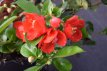 Chaenomeles superba 'Nicoline' 30/40 C Chaenomeles x superba ‘Nicoline’ - rood - Dwergkwee 30-40  C