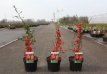 Chaenomeles superba 'Fascination' 30/40 C Chaenomeles superba 'Fascination' - rood - Dwergkwee 30-40 C