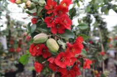 Chaenomeles superba 'Fascination' - rood - Dwergkwee 30-40 C