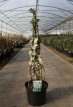 Chaenomeles superba 'Jet Trail' 60/80 C10 Chaenomeles x superba ‘Jet Trail’ - wit - Dwergkwee 60-80 C10