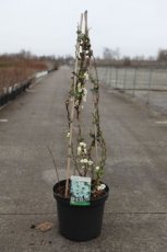 Chaenomeles superba 'Jet Trail' 60/80 C10 Chaenomeles x superba ‘Jet Trail’ - wit - Dwergkwee 60-80 C10