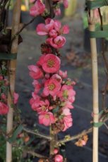 Chaenomeles superba 'Pink Lady' 30/40 C