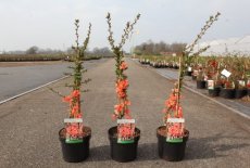 Chaenomeles superba 'Salmon Horizon' - roze - Dwergkwee 30-40 C