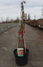 Chaenomeles superba 'Texas Scarlet' 60/80 C10 Chaenomeles x superba ‘Texas Scarlet’ - rood - Dwergkwee 60-80 C10