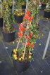 Chaenomeles superba 'Texas Scarlet' 30/40 C Chaenomeles x superba ‘Texas Scarlet’ - rood - Dwergkwee  30-40  C