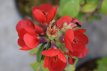 Chaenomeles superba 'Texas Scarlet' 30/40 C Chaenomeles x superba ‘Texas Scarlet’ - rood - Dwergkwee  30-40  C