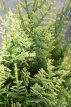 Chamaecyparis law.‘White Spot’ 25/30 C3 Chamaecyparis lawsoniana ‘White Spot’ | Cipres 25-30 C3