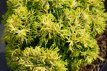 Chamaecyparis obtusa 'Butterball' 15/20 C2 Chamaecyparis obtusa 'Butterbal' | Dwerg hinokicipres 15-20 C2