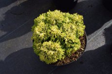 Chamaecyparis obtusa 'Butterball' 15/20 C2 Chamaecyparis obtusa 'Butterbal' | Dwerg hinokicipres 15-20 C2