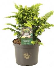 Chamaecyparis obtusa ‘Fernspray Gold’| Schijncypres 30-35 C5