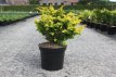 Chamaecyparis obtusa ‘Fernspray Gold’ 30/35 C8 Chamaecyparis obtusa ‘Fernspray Gold’| Schijncypres 30-35 C8