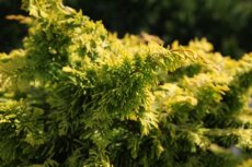 Chamaecyparis obtusa ‘Fernspray Gold’ 30/35 C8 Chamaecyparis obtusa ‘Fernspray Gold’| Schijncypres 30-35 C8