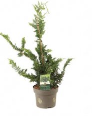 Chamaecyparis obtusa ‘Teddy Bear’ | Schijncipres 35-40 C5