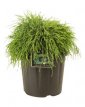 Chamaecyparis pis. ‘Sungold’ 30/40 C8 Chamaecyparis pisifera ‘Sungold’  | cypres 30-40 C8