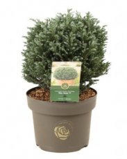 Chamaecyparis pisifera'Blue Moon' 25/30 C5 Chamaecyparis pisifera'Blue Moon' | Cipres 25-30 C5