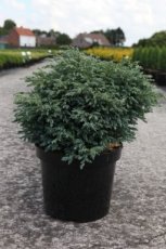 Chamaecyparis pisifera ‘Boulevard’ 25/30 C8 Chamaecyparis pis. ‘Boulevard’ 30-40 C