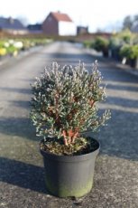 Chamaecyparis thyoides 'Blue Rock'® 20/25 C5